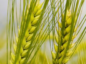 Salud Ecológica: Espigas