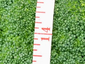 Salud Ecológica: Brocoli, acelerador del metabolismo