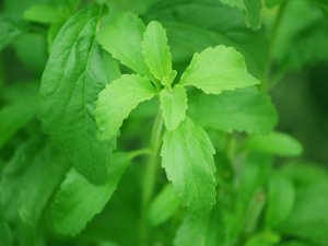Salud Ecológica: Planta de estevia